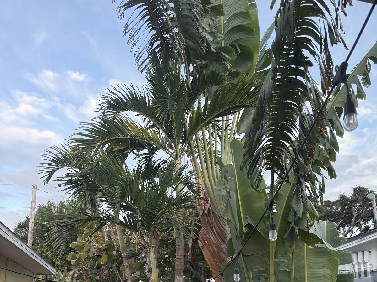 Palm fronds ready for trimming