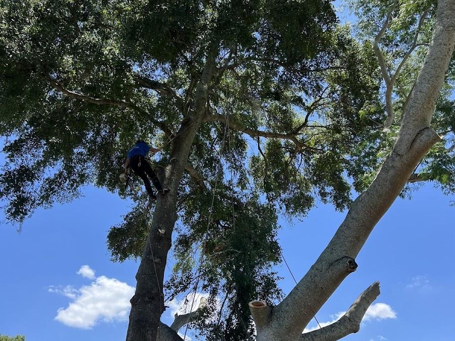 Google Business Profile tree care project photo